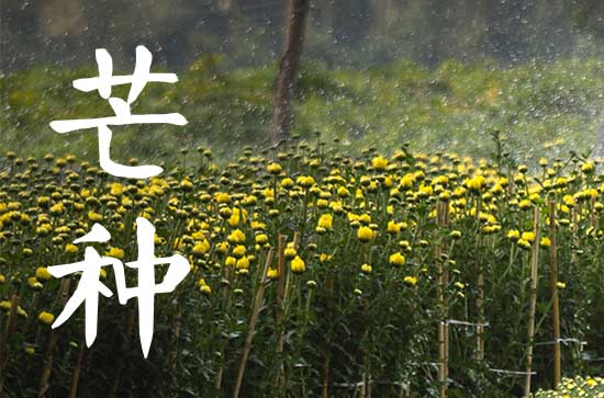 芒种是几月几号2024 关于芒种的古诗词 芒种是几月几号2024 关于芒种的古诗词