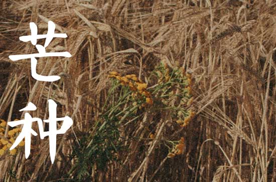 芒种季节种什么农作物 芒种种什么庄稼 芒种季节种什么农作物 芒种种什么庄稼