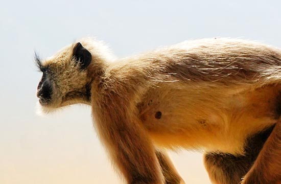 2024属猴命中注定的爱人