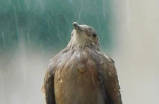 8月19日哈尔滨会下雨 今日小雨转雷阵雨温度23℃~19℃