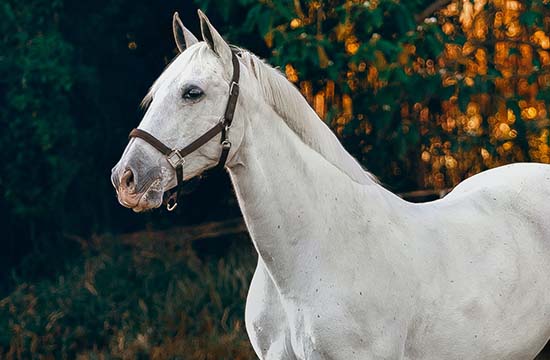 2025年属马运程如何