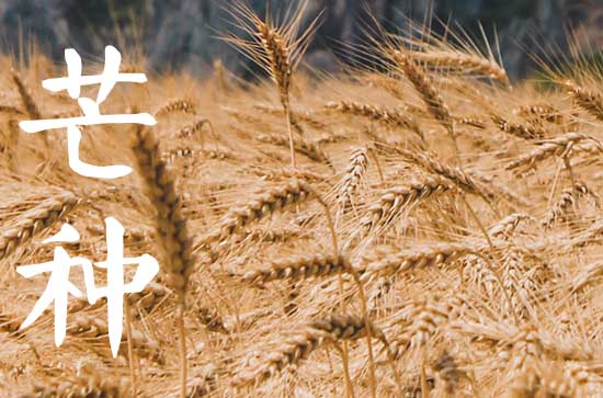 芒种节气走心治愈文案（95句）