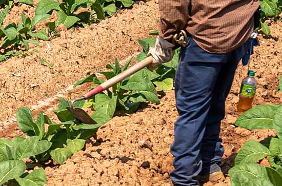 2023五一劳动节假期时间安排 2023五一放假时间安排通知