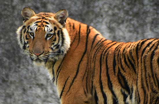 生肖虎86出生2025年几岁了