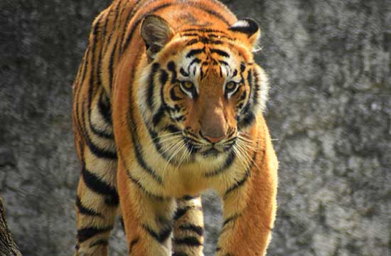 1986年出生虎2025多大年龄 1986年出生虎2025多大年龄