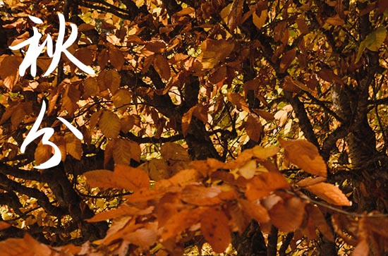 秋分送祝福短信汇总50句 秋分送祝福短信汇总50句