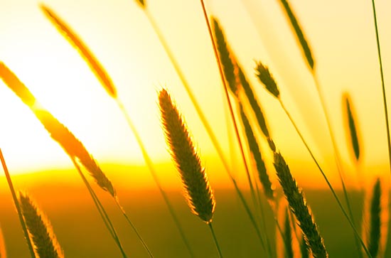 三伏天初伏中伏末伏有什么区别   怎么分辨三伏天初伏中伏末伏