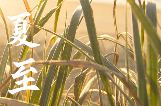 夏至节气该如何防暑养生