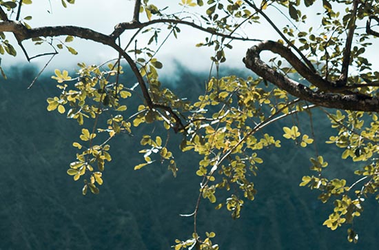 如何计算三伏天 是怎么计算三伏天的