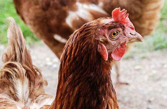 2025属鸡的有孽缘产生