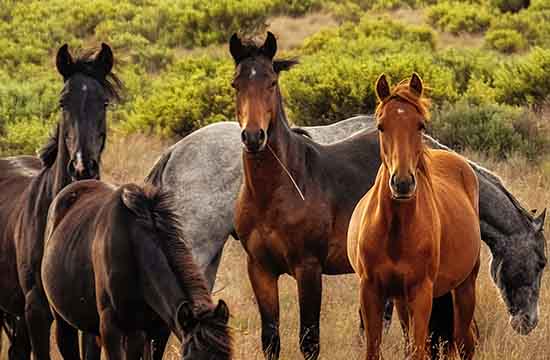 2024生肖马的女人花心吗