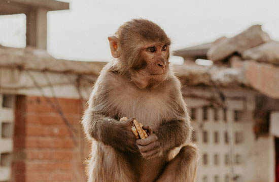 属猴2016年出生2025几岁了 16年属猴人2025年运势运程