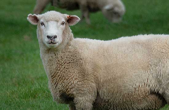 79年女羊2024年婚姻最终归宿