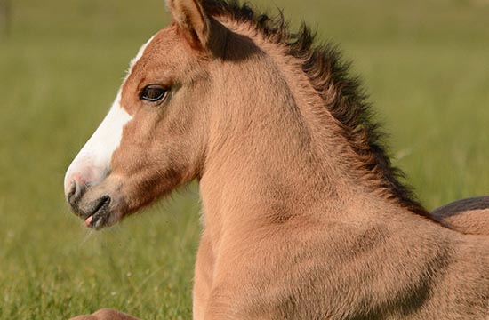 66出生马2025年几岁了