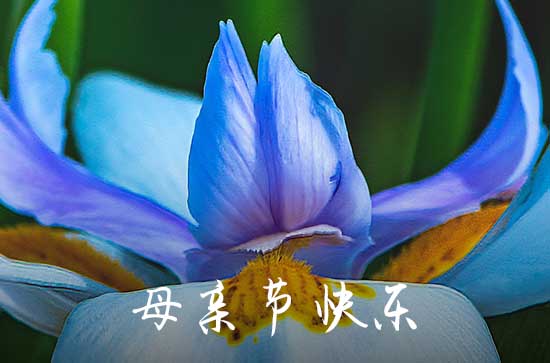 母亲节贺卡祝福语大全 母亲节写贺卡的内容大全
