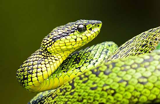 2024属蛇女晚婚会嫁给哪个生肖男   属蛇女嫁给了谁