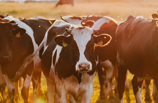 2024年1985属牛横财运爆发 2024年1985属牛横财运爆发几月份