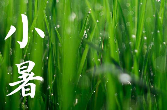 小暑的古诗,关于小暑的古诗