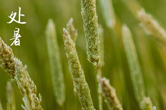 处暑节气的谚语有哪些  处暑的风俗