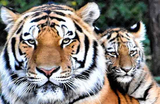 98年属虎男正缘在哪一年2024