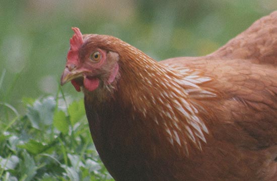 93年属鸡正月的婚姻怎么样2024   93年属鸡与谁不配对婚姻