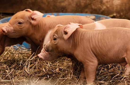 属猪19出生2025年几岁了