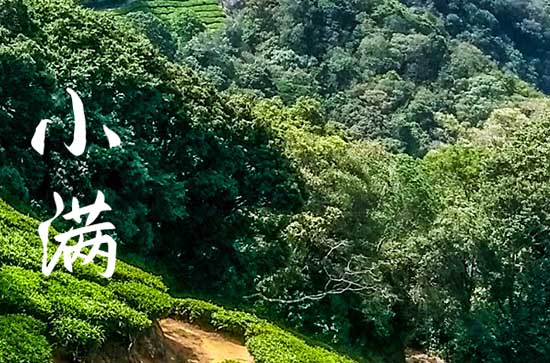 2024小满是几月几号几点几分 哪一天是小满节气