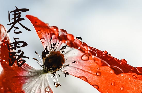 2024年寒露遇上重阳节 赏菊登高觅秋色 2024年寒露遇上重阳节 赏菊登高觅秋色