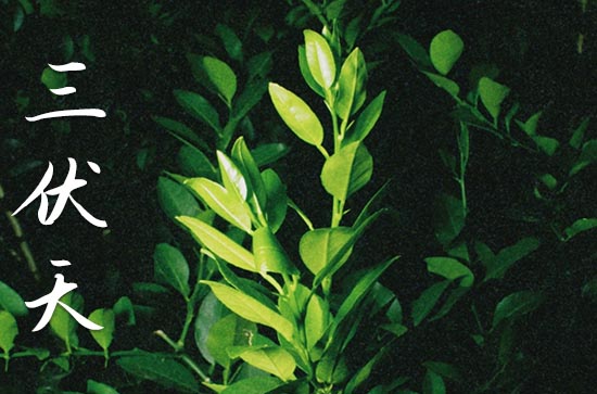 今日夏至什么时候入伏呢，2023年入伏时间表