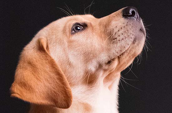 06属狗的今年多大年纪 06年属狗女在2025年的全年运势