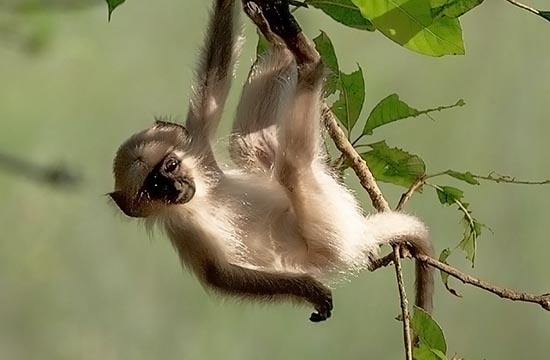 16出生属猴的今年多大年纪2025年 2016年属猴人2025年运程如何