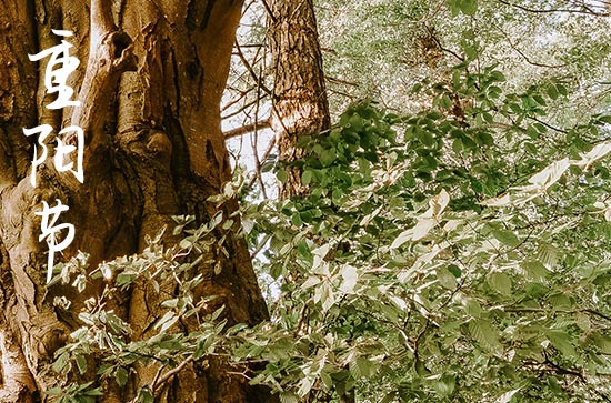 中国民间节日重阳节习俗 关于重阳节的由来