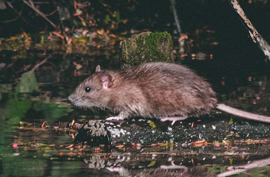 60出生属鼠的今年多大年纪2025年 1960年属鼠人2025年运程