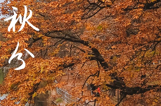 2024年秋分是几月几日 2024年秋分弄养猫可以吗