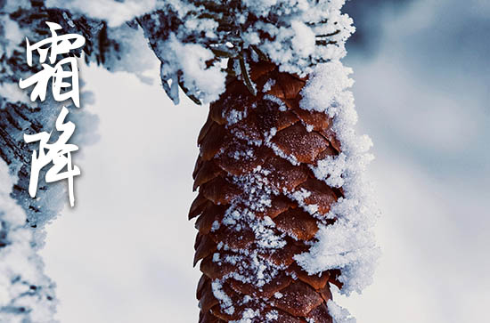 暮秋霜降霜花撒 霜降现白霜南方秋收忙