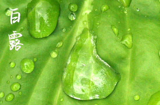 白露几月几日2024年 白露几月几日2024年