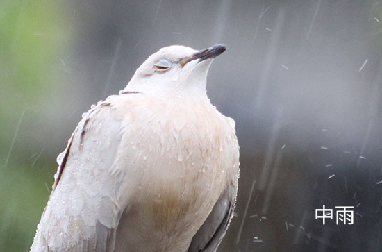 6月24日中山会下雨 今日中雨转阵雨温度31℃~27℃