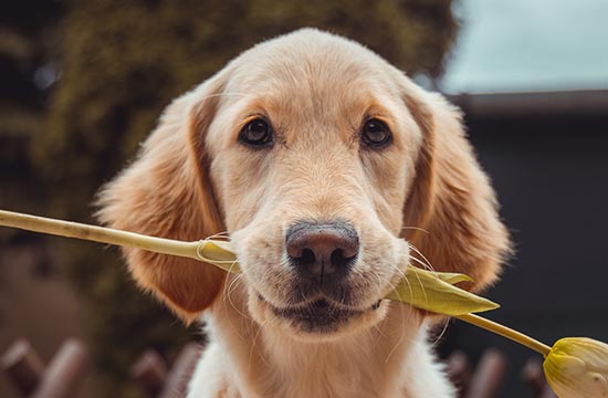 1994属狗2025年几岁 1994属狗2025年几岁