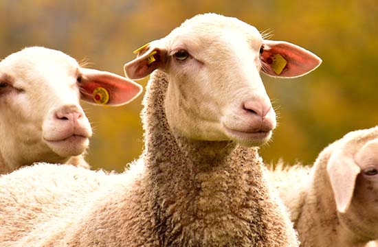 2025生肖羊进货黄道吉日 2025年生肖羊最佳进货吉日一览