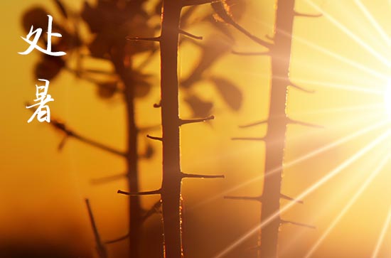 处暑不出头割谷喂老牛什么意思   处暑的农事谚语