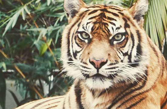 2024年74属虎人最有钱的年龄   74年属虎哪一年发大财