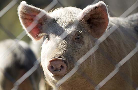 2024年是属猪人最大转变