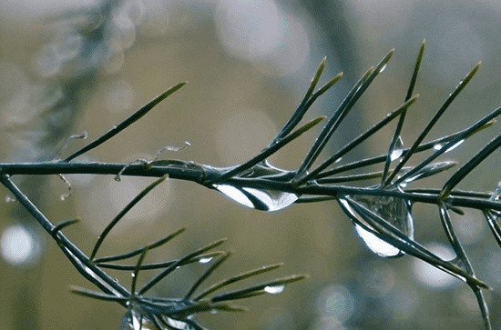 谷雨“防春火”,哪些食物可滋阴降火 谷雨“防春火”,哪些食物可滋阴降火