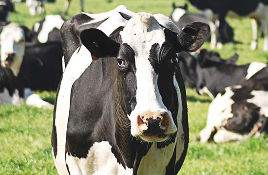 属牛1973年出生2024几岁了