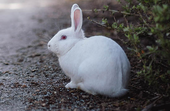 2024兔年出生人的命运