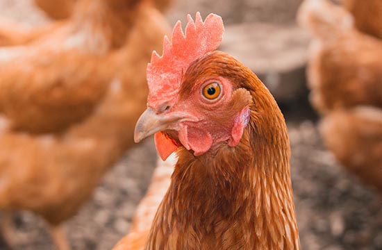 2024属鸡的和什么属相最配相克