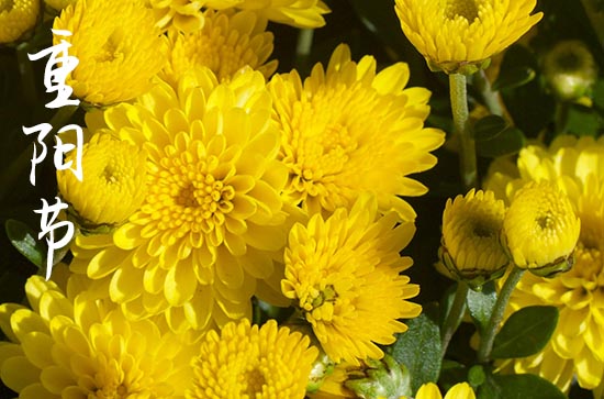 重阳节为什么要喝菊花酒 菊花酒的来历