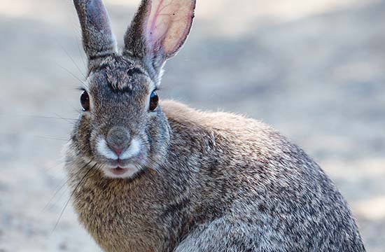 1963年属兔的转折点在哪2024