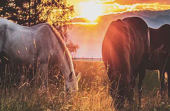 2002属马几岁遇真爱