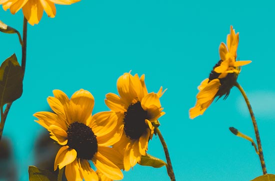 2024年三伏天日历表 三伏天应该注意些什么